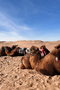 银川逐西国际旅行社旅行照片