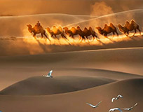 银川逐西国际旅行社旅行照片